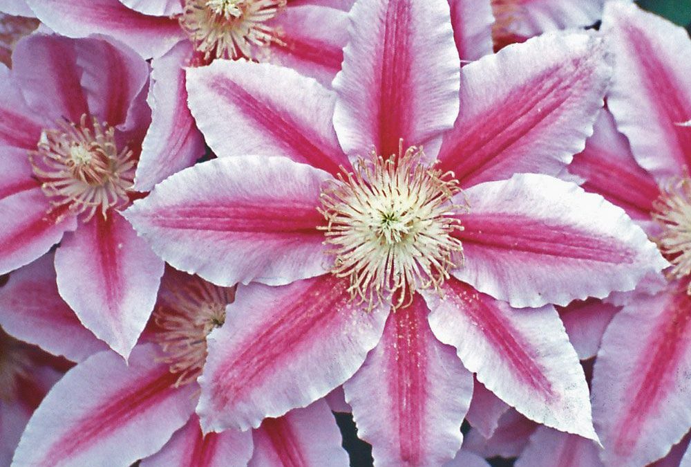 Perennials & Fruit Trees 15% Off!