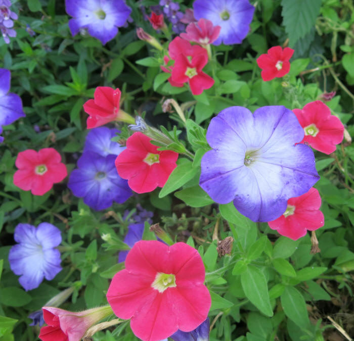 25% off all Annual Flowers, Veggies & Herbs