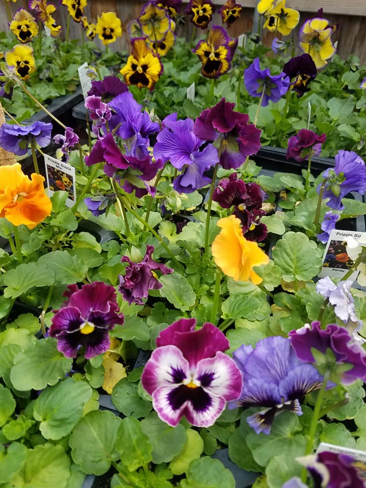 pansies Henniker Farm & Country Store